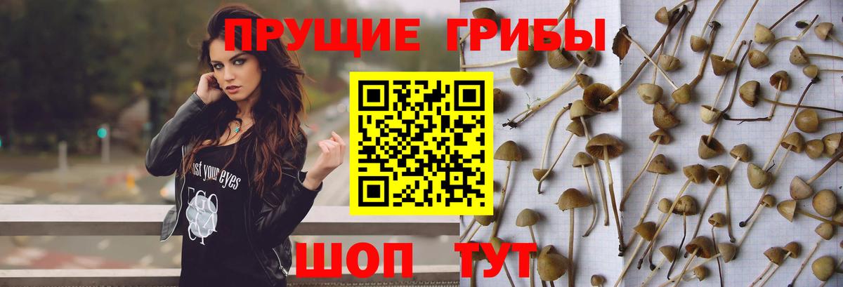 Псилоцибиновые грибы GOLDEN TEACHER  даркнет сайт  Волхов  Вход с VPN 